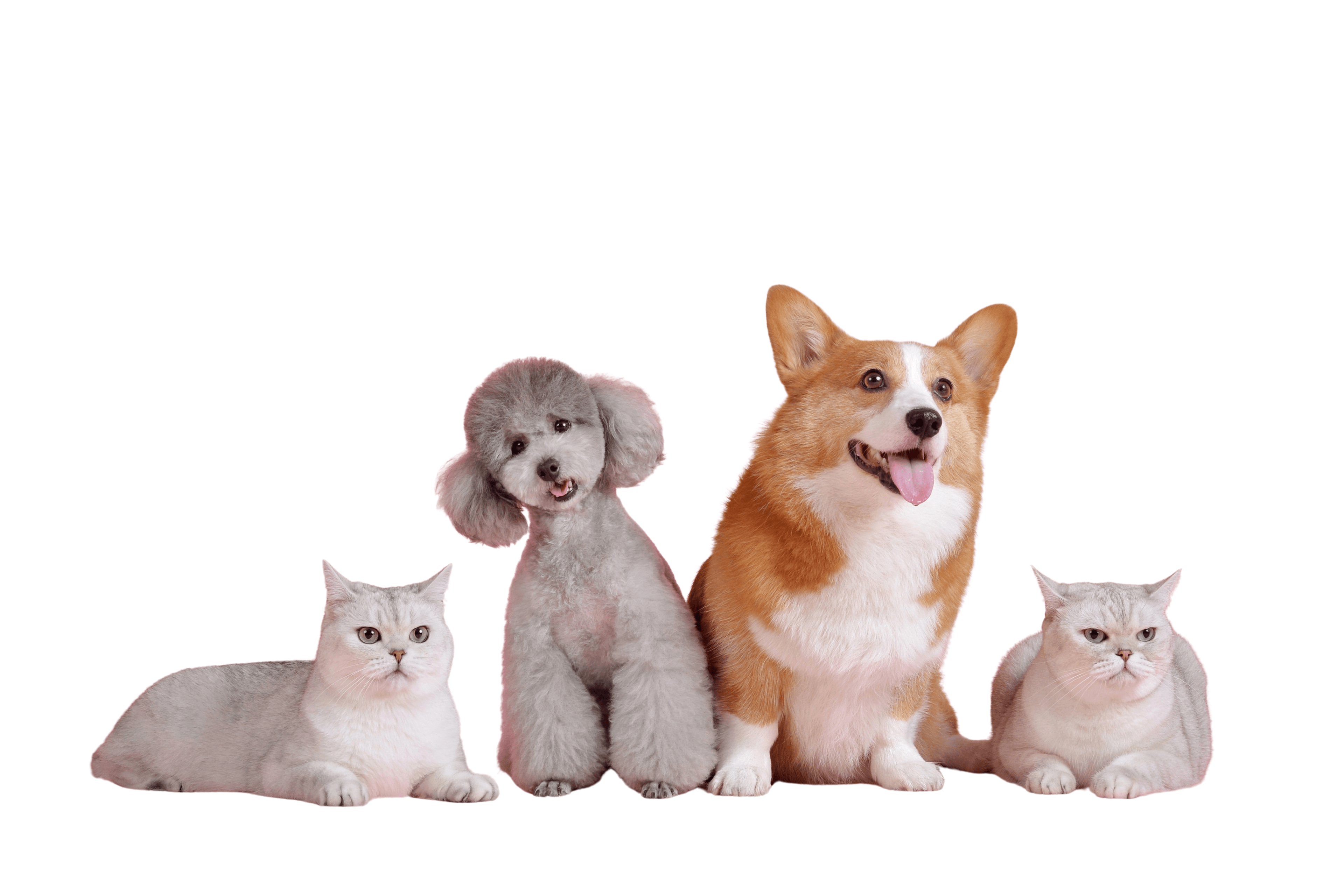 Adoptable rescue dogs in Sydney NSW - LocalPetFinder