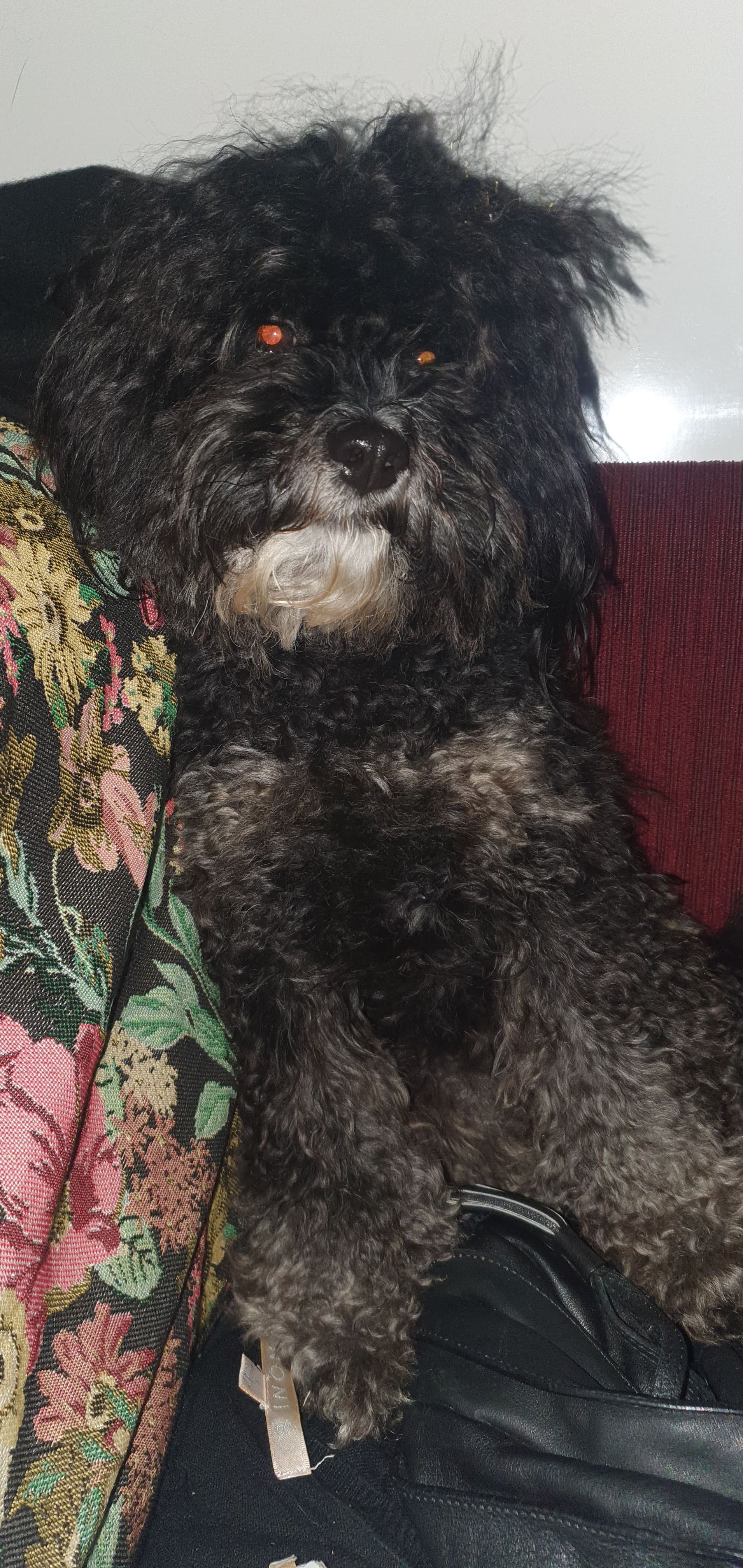 Sootie - Poodle available for adoption