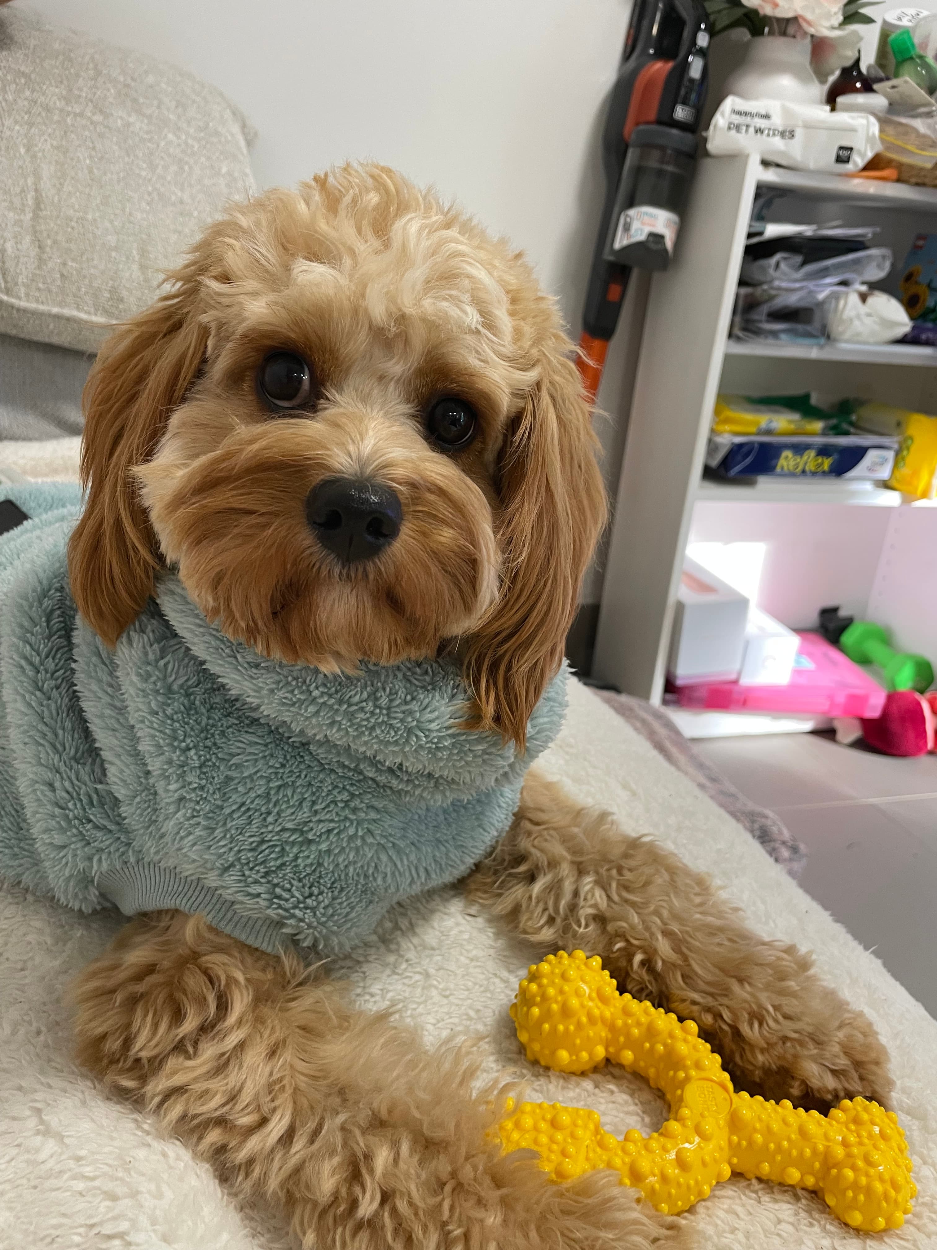 Dolly Pixton - Mixed Breed available for adoption