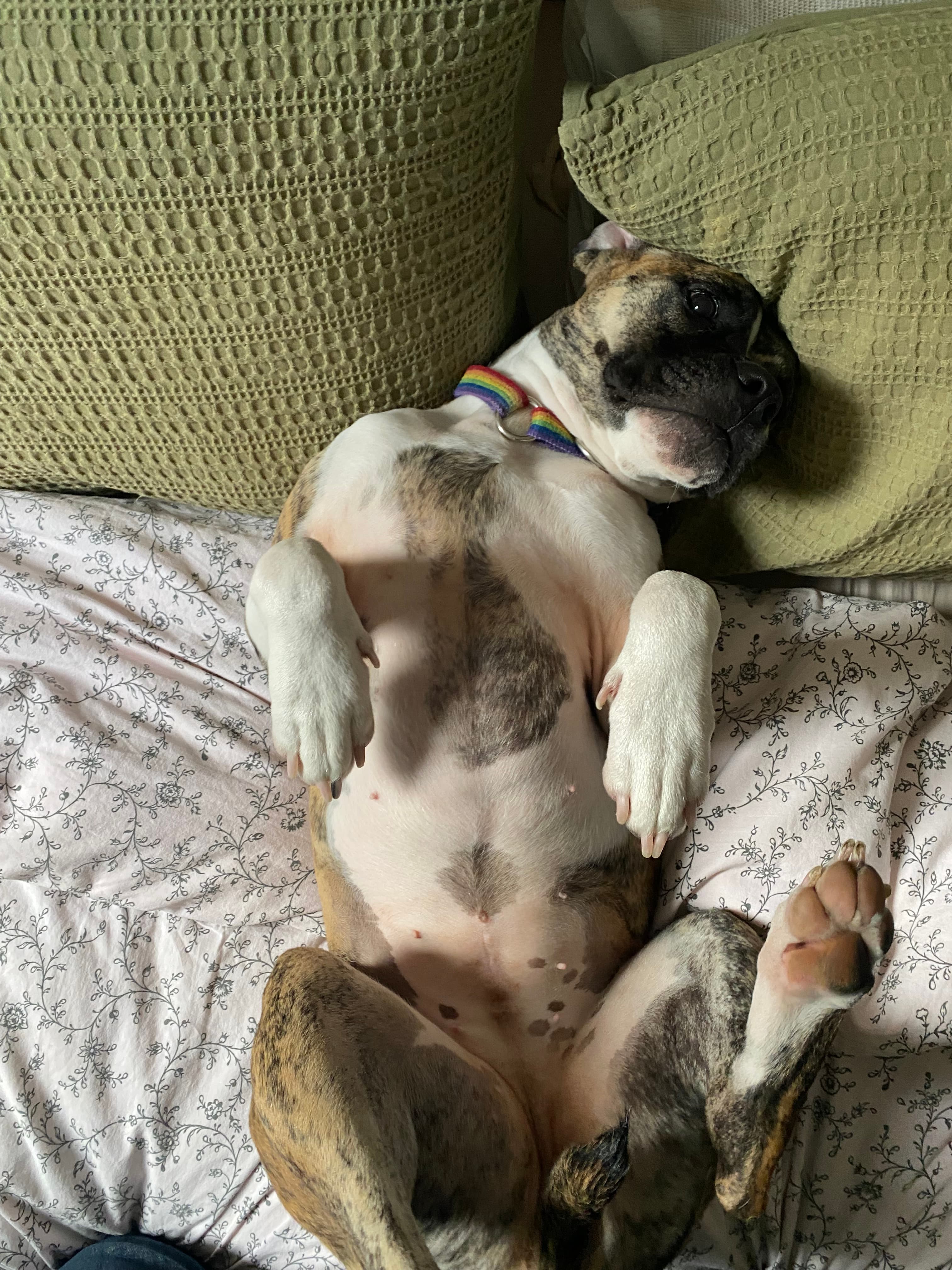 Winnie (boxer x staffy) - Mixed Breed available for adoption