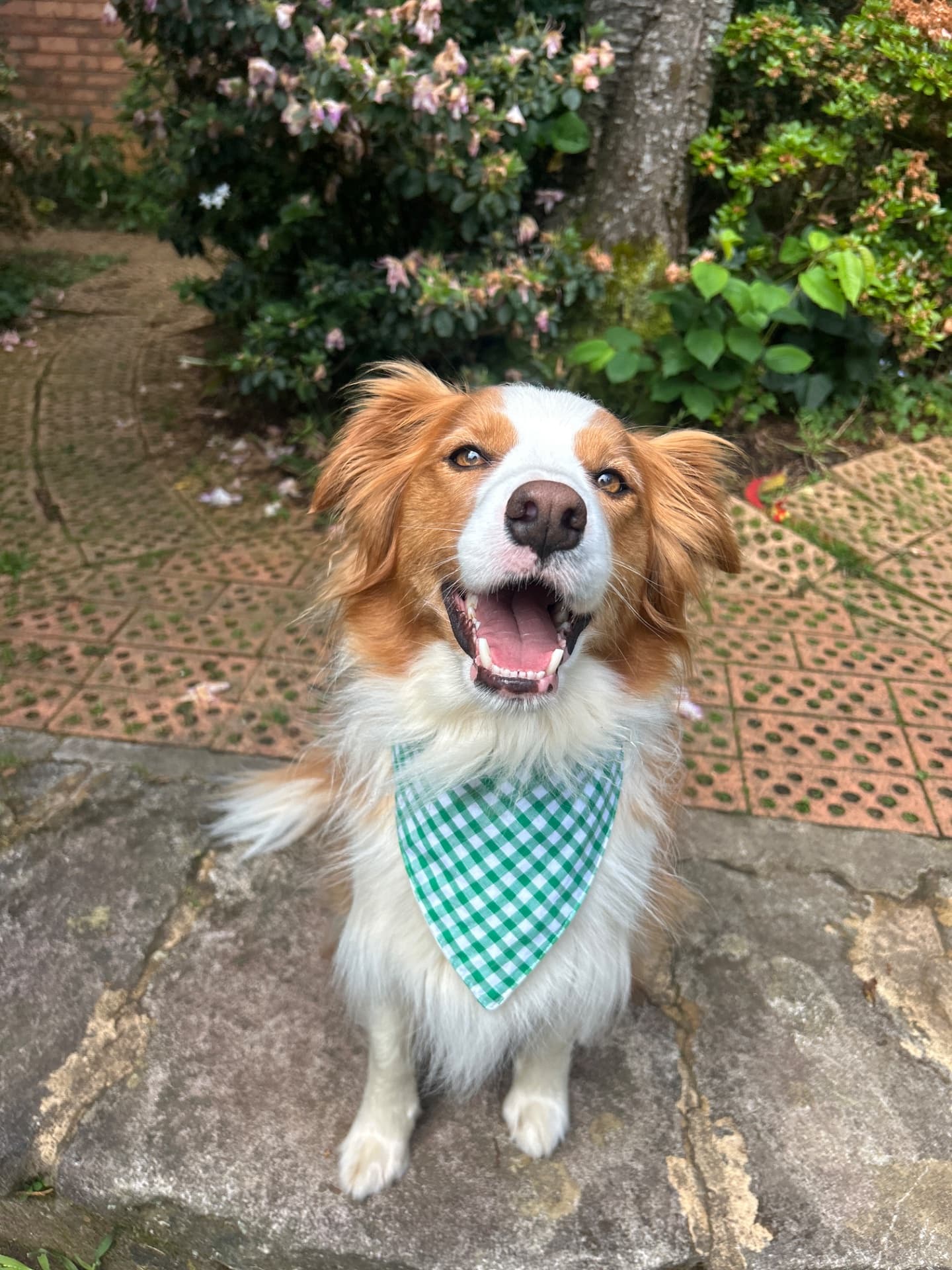 Harley - Border Collie available for adoption