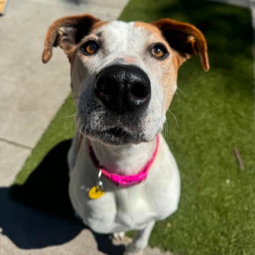Crystal - Mixed Breed available for adoption