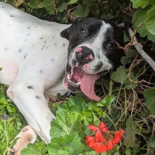 Elmo - Mixed Breed available for adoption
