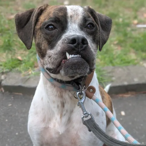 Stevie - Mixed Breed available for adoption