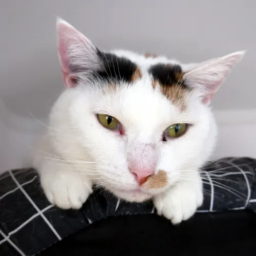 Petal - Domestic Shorthair available for adoption