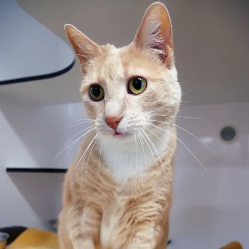 Tullulah - Domestic Shorthair available for adoption