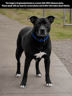 Ava - Black Mouth Cur available for adoption at Animal Welfare League NSW in Sydney