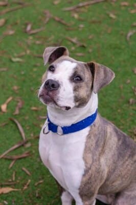 Chops - Staffordshire Bull Terrier available for adoption in Calgary