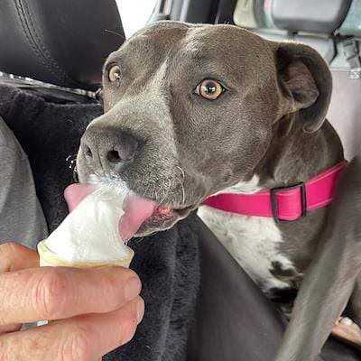 Brutus - American Staffordshire Terrier available for adoption at Animal Welfare League NSW in Sydney