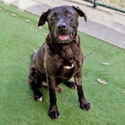 Brutus - American Staffordshire Terrier available for adoption in Calgary