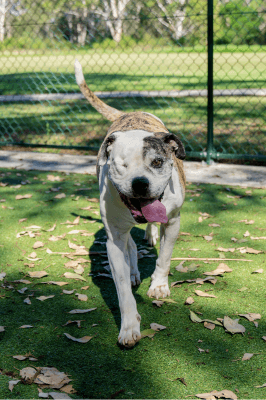 Layla - American Bulldog available for adoption at Animal Welfare League NSW in Calgary