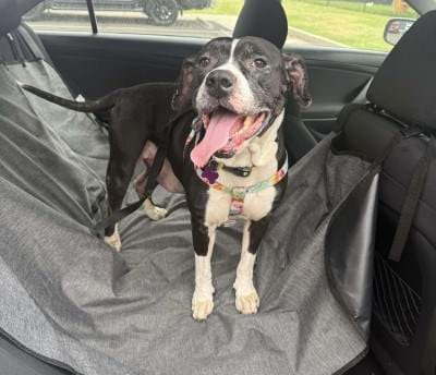 Bunny - American Staffordshire Terrier available for adoption at Animal Welfare League NSW in Sydney