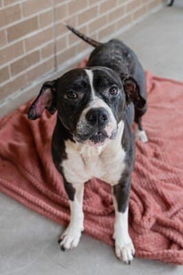 Bunny - American Staffordshire Terrier available for adoption in Calgary