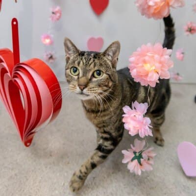 Buttercup - Domestic Short Hair cat available for adoption in Calgary