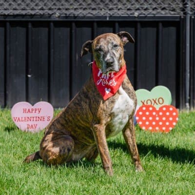 Milly - Rhodesian Ridgeback available for adoption at Animal Welfare League NSW in Calgary