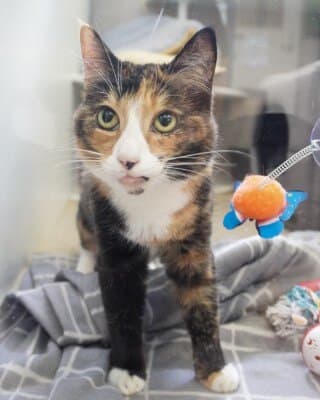 Caramel - Domestic Short Hair cat available for adoption at Animal Welfare League NSW in Calgary