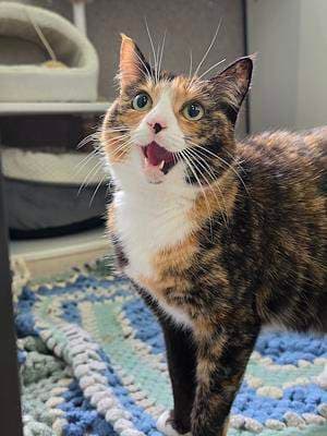 Twilight - Domestic Short Hair cat available for adoption at Animal Welfare League NSW in Sydney