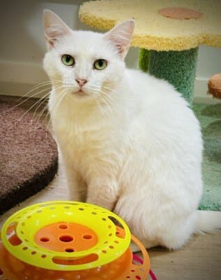 Lily - Domestic Short Hair cat available for adoption at Animal Welfare League NSW in Calgary