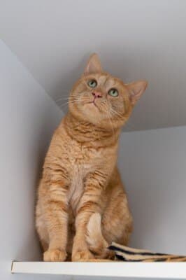 Narmi - Domestic Short Hair cat available for adoption at Animal Welfare League NSW in Calgary