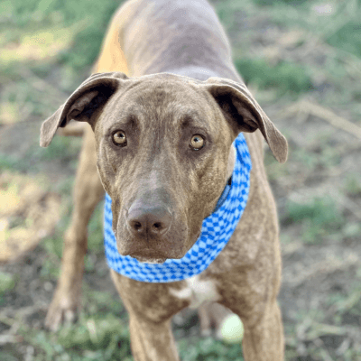 Scooby - American Staffordshire Terrier available for adoption at Animal Welfare League NSW in Calgary