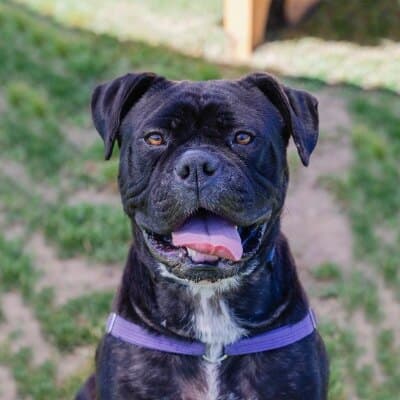 Bundy Bear - Bullmastiff available for adoption at Animal Welfare League NSW in Calgary