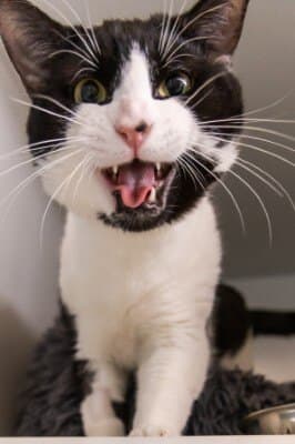 Krumm - Domestic Short Hair cat available for adoption at Animal Welfare League NSW in Calgary