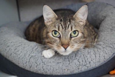 Angelo - Domestic Short Hair cat available for adoption in Calgary