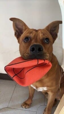 Red Dog - American Staffordshire Terrier available for adoption at Animal Welfare League NSW in Calgary