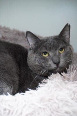 Sweetie Boy - Domestic Short Hair cat available for adoption at Animal Welfare League NSW in Calgary