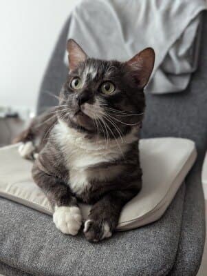 Goomba - Domestic Short Hair cat available for adoption at Animal Welfare League NSW in Calgary