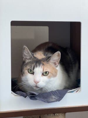 Jacinta - Domestic Short Hair cat available for adoption in Calgary