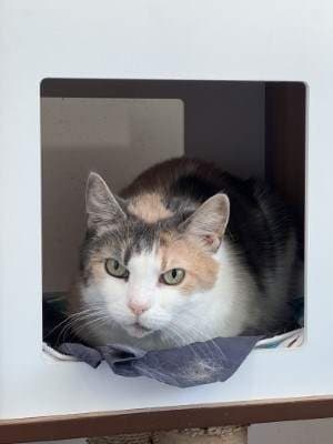 Jacinta - Domestic Short Hair cat available for adoption at Animal Welfare League NSW in Sydney