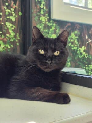 Ernest - Domestic Short Hair cat available for adoption at Animal Welfare League NSW in Calgary