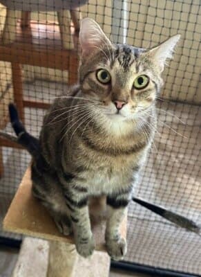 Oscar - Domestic Medium Hair cat available for adoption at Animal Welfare League NSW in Calgary