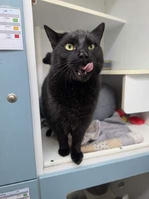 Kisa - Domestic Short Hair cat available for adoption at Animal Welfare League NSW in Sydney