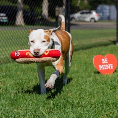 Boxa - Bull Arab available for adoption in Calgary