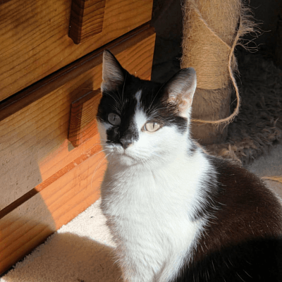 June - Domestic Short Hair cat available for adoption at Animal Welfare League NSW in Calgary