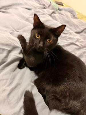 Salem - Domestic Short Hair cat available for adoption at Animal Welfare League NSW in Sydney