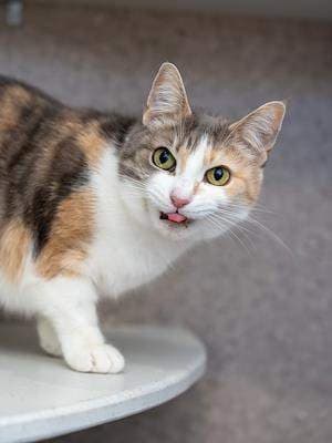 Jasmina - Domestic Short Hair cat available for adoption at Animal Welfare League NSW in Sydney
