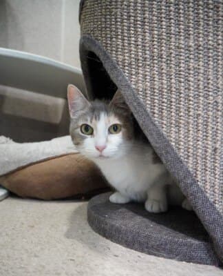 Jasmina - Domestic Short Hair cat available for adoption at Animal Welfare League NSW in Calgary