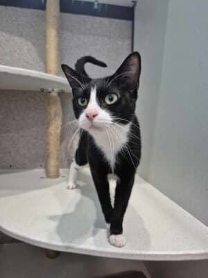 Dora - Domestic Short Hair cat available for adoption at Animal Welfare League NSW in Calgary