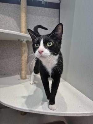 Dora - Domestic Short Hair cat available for adoption at Animal Welfare League NSW in Sydney