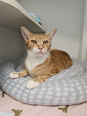 Shinx - Domestic Short Hair cat available for adoption at Animal Welfare League NSW in Calgary