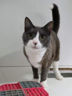 Cooper - Domestic Short Hair cat available for adoption at Animal Welfare League NSW in Sydney
