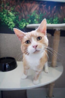 Tipsy - Domestic Short Hair cat available for adoption at Animal Welfare League NSW in Calgary