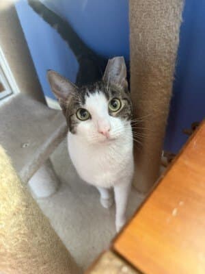 Sophia - Domestic Short Hair cat available for adoption at Animal Welfare League NSW in Calgary