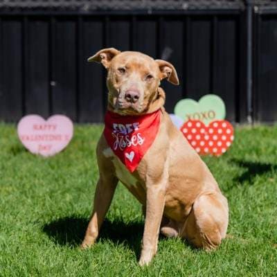 Moss - American Staffordshire Terrier available for adoption at Animal Welfare League NSW in Sydney