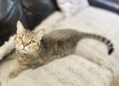Snickers - Domestic Short Hair cat available for adoption at Animal Welfare League NSW in Calgary