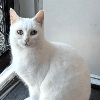 Kimba - Domestic Short Hair cat available for adoption at Animal Welfare League NSW in Sydney