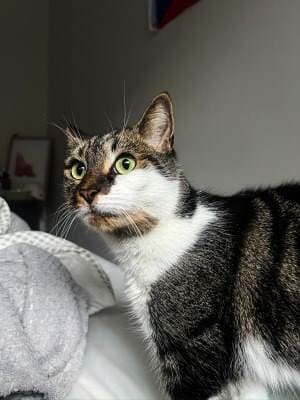 Iggy - Domestic Short Hair cat available for adoption at Animal Welfare League NSW in Sydney